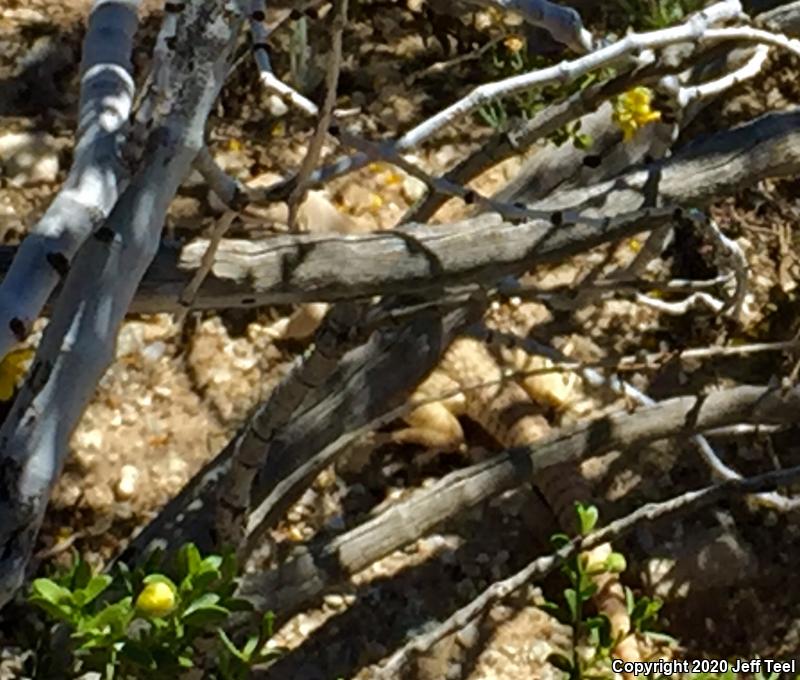 Desert Iguana (Dipsosaurus dorsalis)