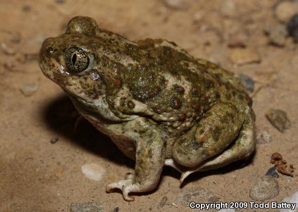 Western Spadefoot (Spea hammondii)