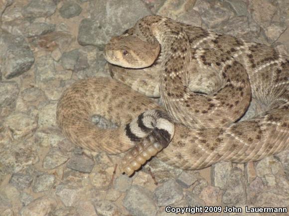 Western Diamond-backed Rattlesnake (Crotalus atrox)