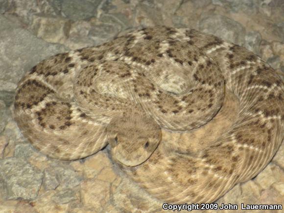 Western Diamond-backed Rattlesnake (Crotalus atrox)