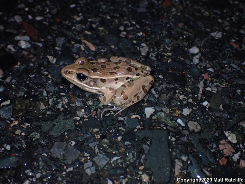 Southern Leopard Frog (Lithobates sphenocephalus utricularius)