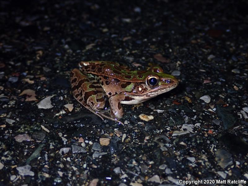 Southern Leopard Frog (Lithobates sphenocephalus utricularius)