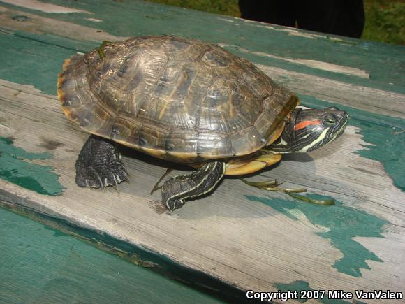 Red-eared Slider (Trachemys scripta elegans)