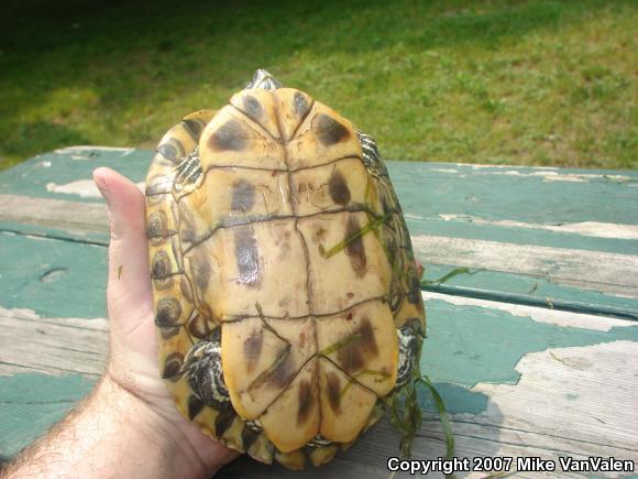 Red-eared Slider (Trachemys scripta elegans)