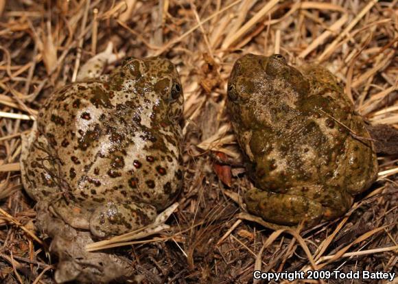 Western Spadefoot (Spea hammondii)