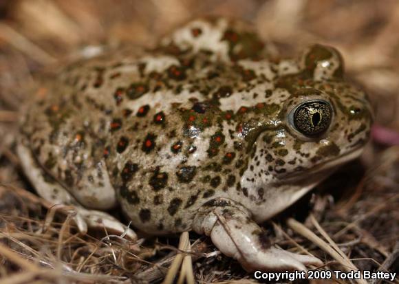 Western Spadefoot (Spea hammondii)