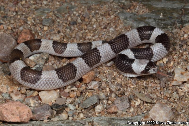 Saddled Leaf-nosed Snake (Phyllorhynchus browni)