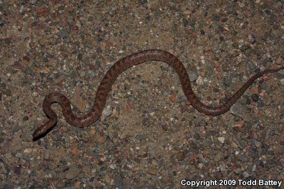 California Glossy Snake (Arizona elegans occidentalis)