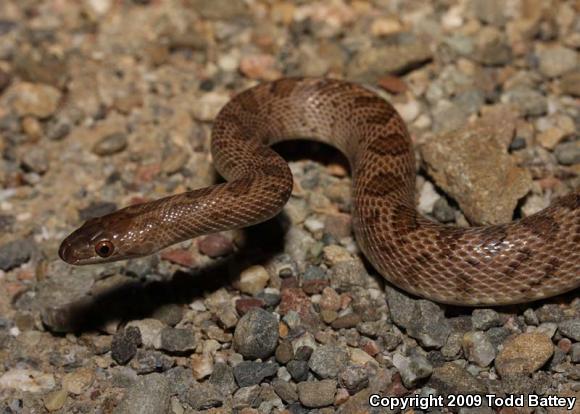 California Glossy Snake (Arizona elegans occidentalis)