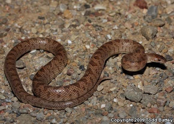 California Glossy Snake (Arizona elegans occidentalis)