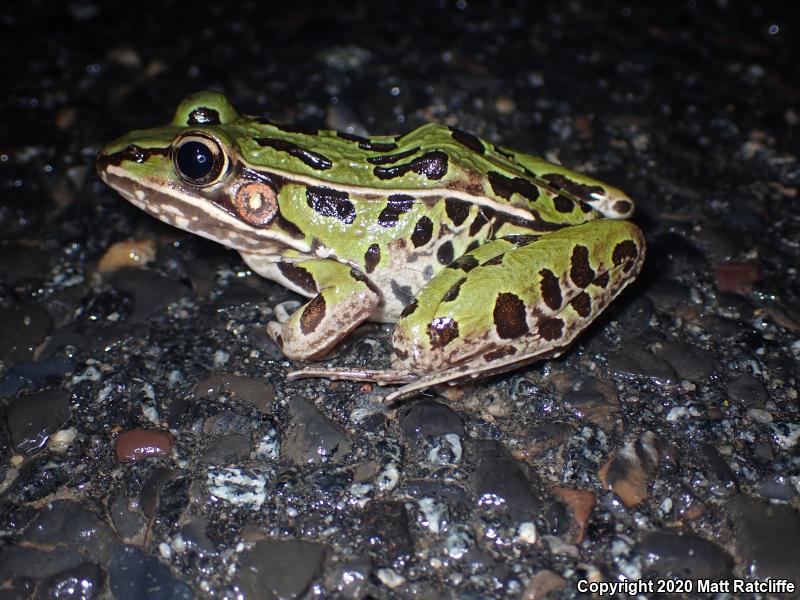 Southern Leopard Frog (Lithobates sphenocephalus utricularius)