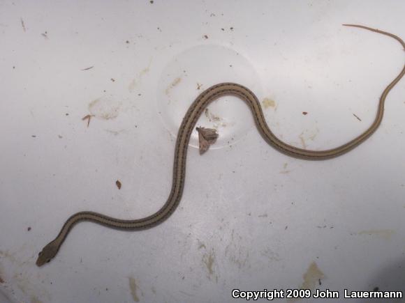 Desert Patch-nosed Snake (Salvadora hexalepis hexalepis)