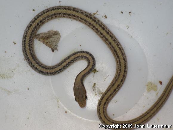 Desert Patch-nosed Snake (Salvadora hexalepis hexalepis)