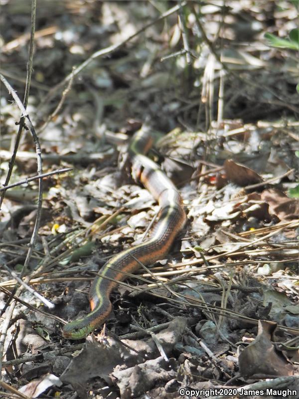 Coast Gartersnake (Thamnophis elegans terrestris)