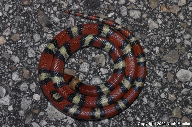 Scarletsnake (Cemophora coccinea)