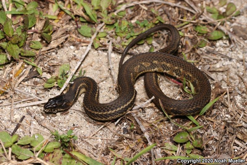 Gulf Saltmarsh Snake (Nerodia clarkii clarkii)