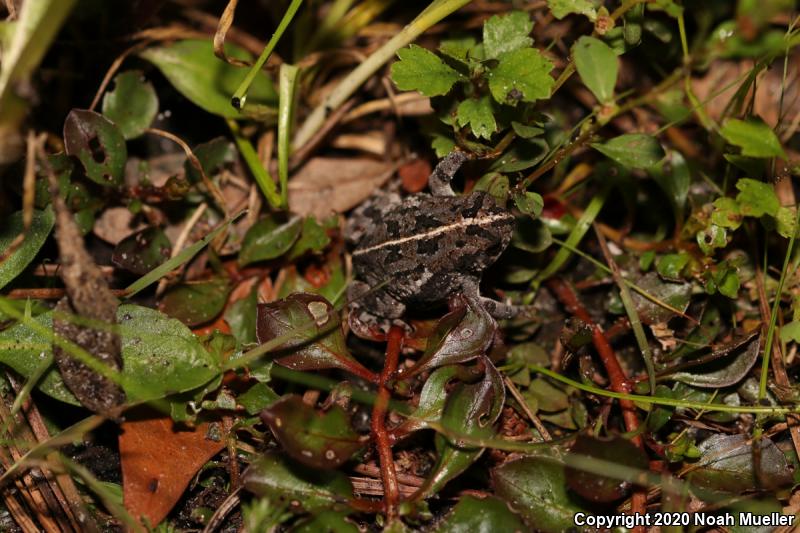 Oak Toad (Anaxyrus quercicus)