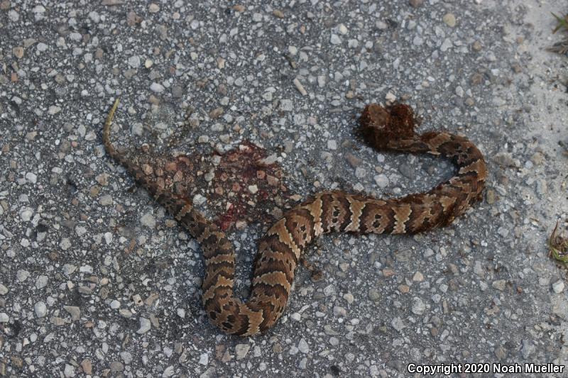 Florida Cottonmouth (Agkistrodon piscivorus conanti)