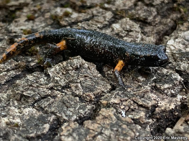 Sierra Nevada Ensatina (Ensatina eschscholtzii platensis)