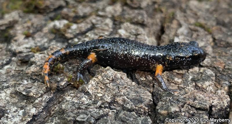 Sierra Nevada Ensatina (Ensatina eschscholtzii platensis)