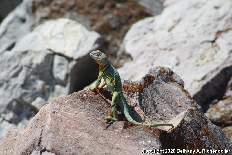 Eastern Collared Lizard (Crotaphytus collaris)