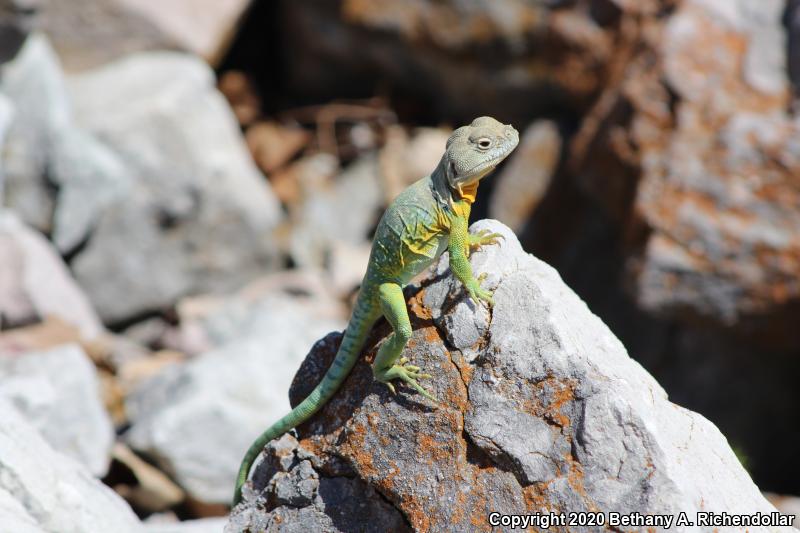 Eastern Collared Lizard (Crotaphytus collaris)