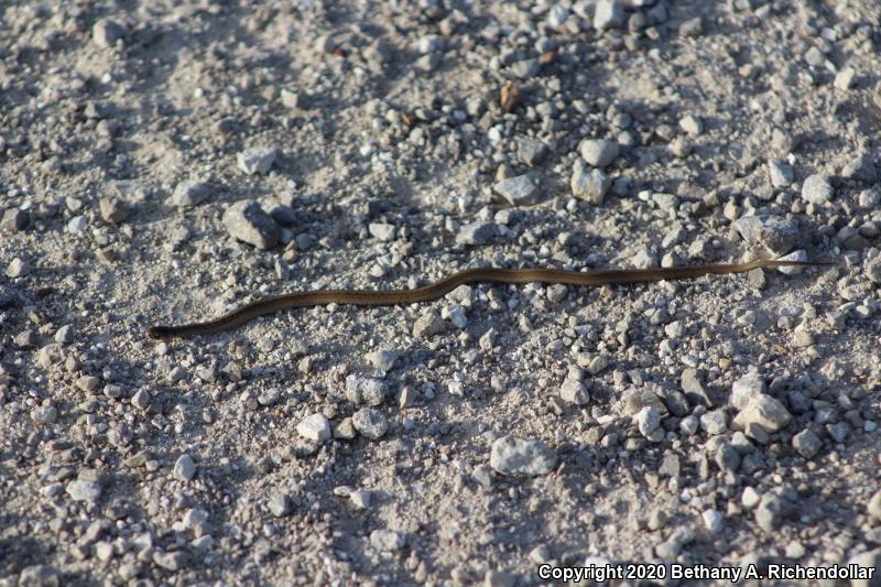 Midland Brownsnake (Storeria dekayi wrightorum)