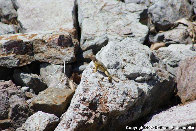 Eastern Collared Lizard (Crotaphytus collaris)