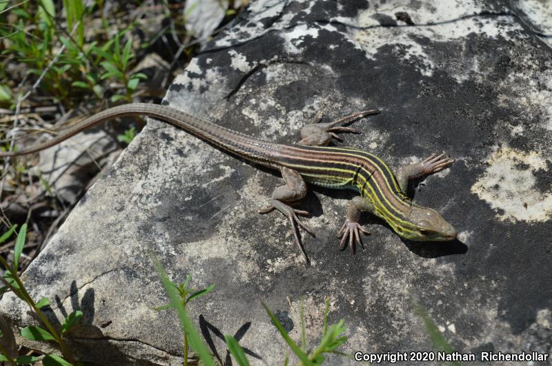 Prairie Racerunner (Aspidoscelis sexlineata viridis)