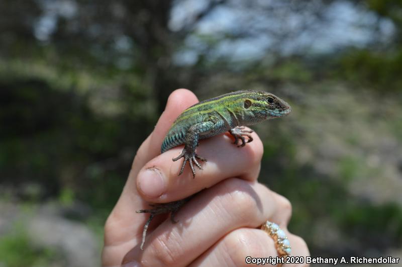 Prairie Racerunner (Aspidoscelis sexlineata viridis)