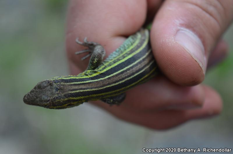 Prairie Racerunner (Aspidoscelis sexlineata viridis)