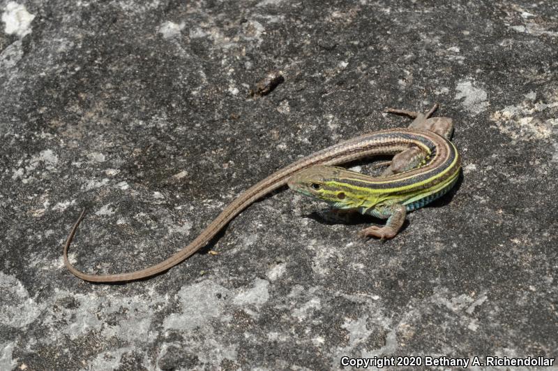 Prairie Racerunner (Aspidoscelis sexlineata viridis)