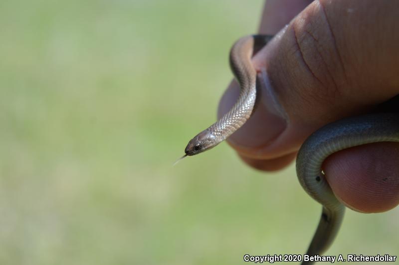 Rough Earthsnake (Virginia striatula)