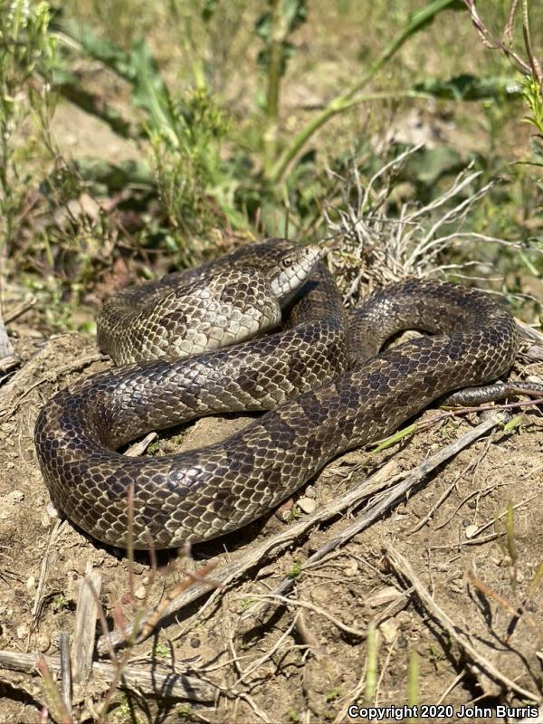 Prairie Kingsnake (Lampropeltis calligaster calligaster)