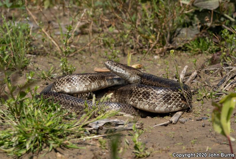 Prairie Kingsnake (Lampropeltis calligaster calligaster)