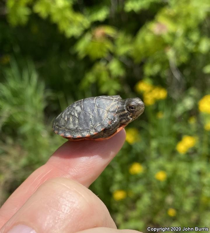 Midland Painted Turtle (Chrysemys picta marginata)