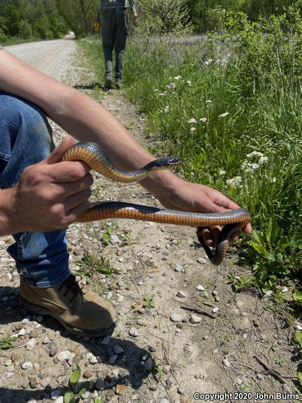 Copper-bellied Watersnake (Nerodia erythrogaster neglecta)