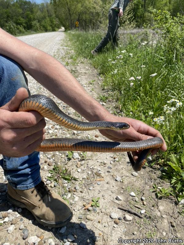 Copper-bellied Watersnake (Nerodia erythrogaster neglecta)