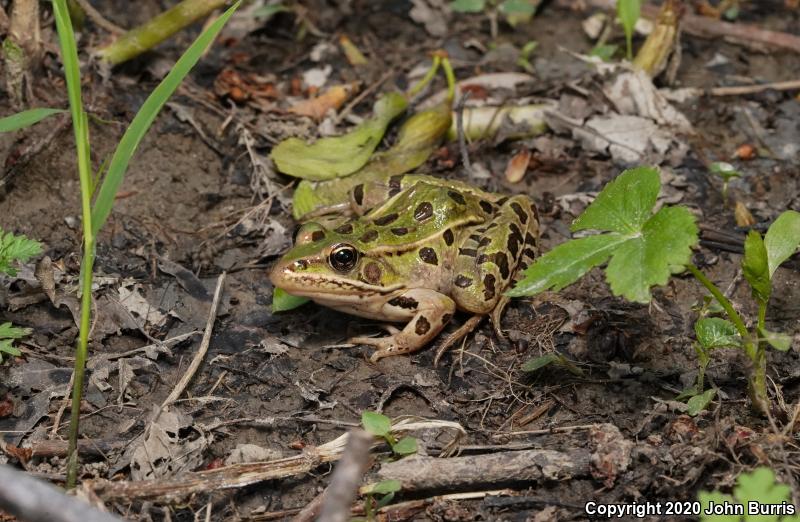 Southern Leopard Frog (Lithobates sphenocephalus utricularius)