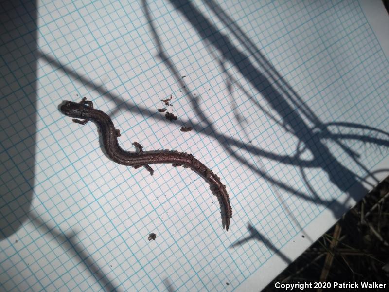 Gregarious Slender Salamander (Batrachoseps gregarius)