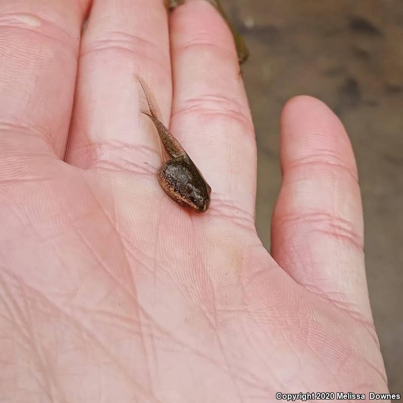 Wood Frog (Lithobates sylvaticus)