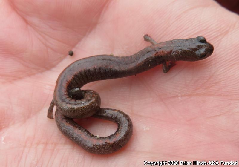 Garden Slender Salamander (Batrachoseps major)