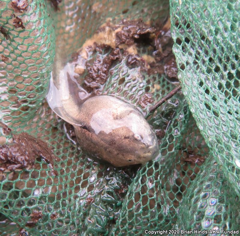 Western Spadefoot (Spea hammondii)