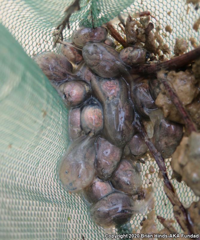 Western Spadefoot (Spea hammondii)