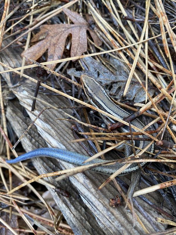 Western Skink (Plestiodon skiltonianus skiltonianus)