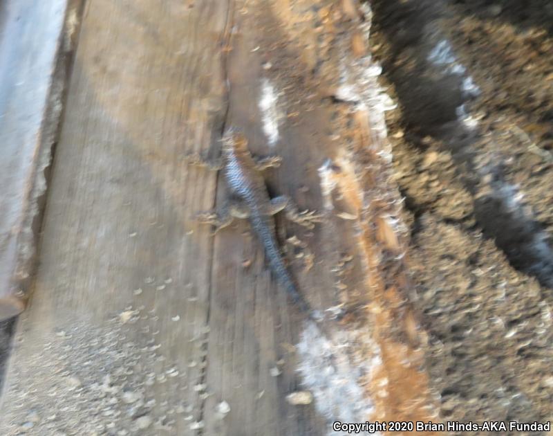 Granite Spiny Lizard (Sceloporus orcutti)