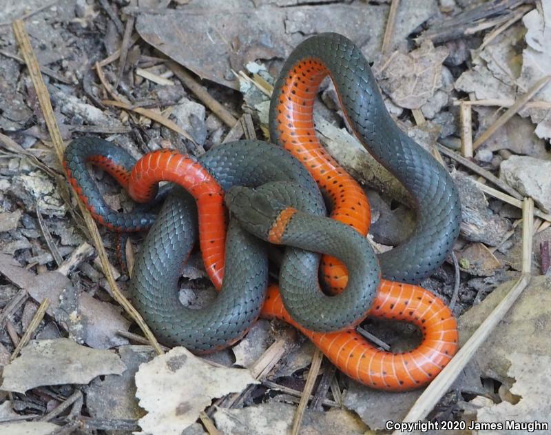 Pacific Ring-necked Snake (Diadophis punctatus amabilis)