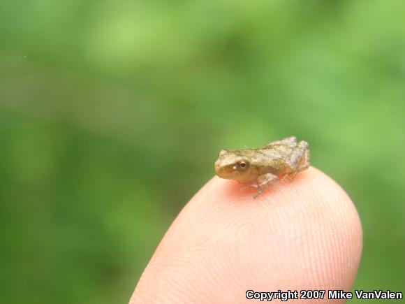 Northern Spring Peeper (Pseudacris crucifer crucifer)