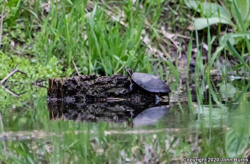 Midland Painted Turtle (Chrysemys picta marginata)