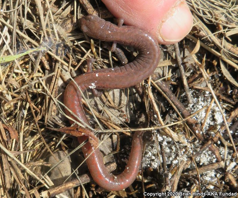 Garden Slender Salamander (Batrachoseps major)